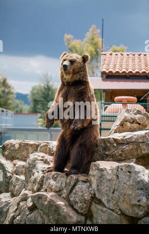Grizzly Bär im Zoo Wildlife Safari in Fasano Apulien Italien Stockfoto
