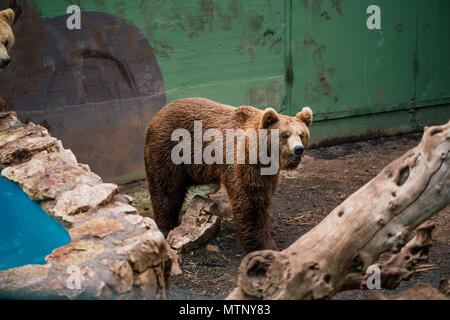 Grizzly Bär im Zoo Wildlife Safari in Fasano Apulien Italien Stockfoto