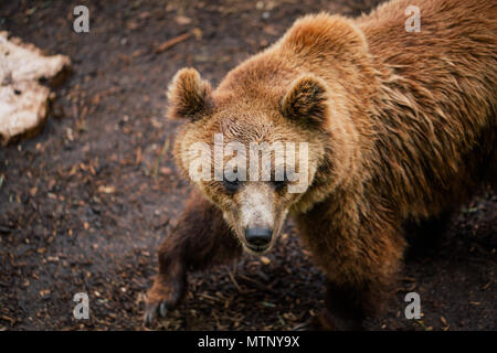 Grizzly Bär im Zoo Wildlife Safari in Fasano Apulien Italien Stockfoto