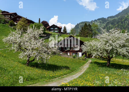 Traditionelle Schweizer Haus in Lauterbrunnen Dorf auf einem Hügel mit einer Neigung von blühenden Garten Bäume an einem klaren Tag im Mai mit Blumen bedeckt Stockfoto