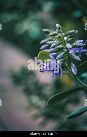 Nahaufnahme lila Blumen der Firma Ideen in der Natur Stockfoto