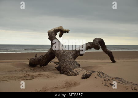 Treibholz, St Cyrus Stockfoto