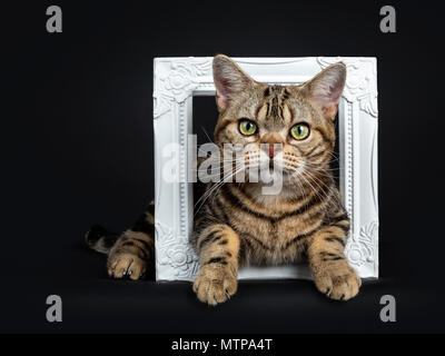 Braun und schwarz gestromte Kurzhaar Katze Kätzchen durch eine weiße Bilderrahmen auf weißem Hintergrund an Kamera suchen isoliert liegend Stockfoto