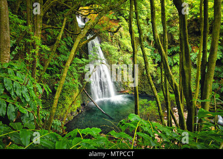 Salto Prego Wasserfall im Regenwald verloren haben, Sao Miguel, Azoren, Portugal Stockfoto