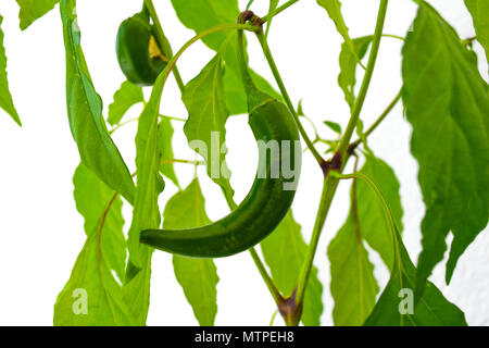 Chili auf einer Anlage, grüner Chili Pflanze Stockfoto