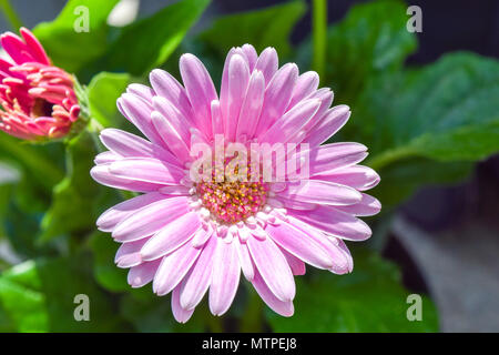 Die gerbera Blume, gerbera Blossom Pink Stockfoto