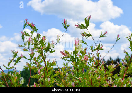 Harlekin weide Salix integra Hakuro Nishiki vor blauem Himmel und einige Wolken Stockfoto