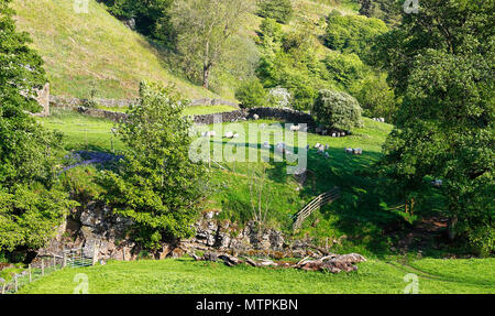 Die unglaubliche Schönheit der Nidd Tal Nidderdale AONB North Yorkshire Stockfoto