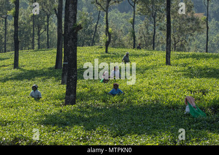 Valparai, Indien - 6. März 2018: Arbeitnehmer, die Lokal als Mitglieder einer Tee- Stamm, Kommissionierung Kaffee auf einer hill station Immobilien identifiziert Stockfoto