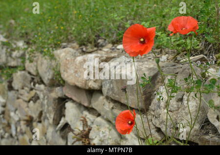 Roter Mohn auf einem Toskana Trockenmauer Stockfoto