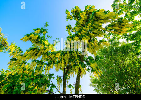 Laburnum anagyroides in voller Blüte vor blauem Himmel Stockfoto