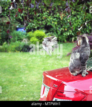 Vogel Angriffe Katze. Ein Vogel Angriffe eine Katze, wie er auf dem Dach eines roten Auto sitzt Stockfoto