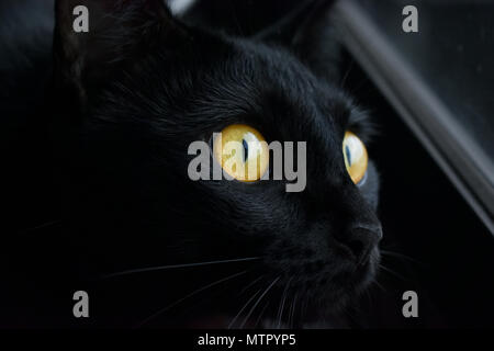 Eine schwarze Katze mit gelben Augen starrt aus dem Fenster Stockfoto