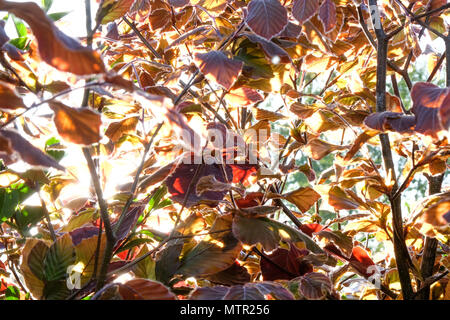 Nahaufnahme der Kupfer farbige Blätter und Zweige eines Kupfer Strand Hecke, wieder das Licht der Sonne bilden dapple Licht auf die Blätter, die Farben Stockfoto