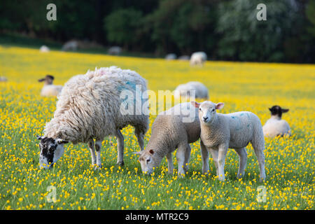 Schafe und Lämmer zu weiden in Buttercup Feld, Broadway Cotswolds AONB, Worcestershire, England, Vereinigtes Königreich, Europa Stockfoto