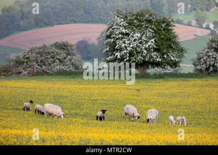 Schafe und Lämmer zu weiden in Buttercup Feld, Broadway Cotswolds AONB, Worcestershire, England, Vereinigtes Königreich, Europa Stockfoto
