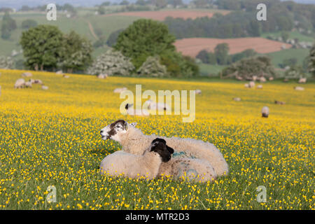 Schafe und Lämmer liegend in Buttercup Feld, Broadway Cotswolds AONB, Worcestershire, England, Vereinigtes Königreich, Europa Stockfoto