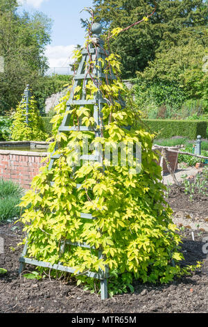 Golden hop aufgewachsen - ein Obelisk, Humulus lupulus - aureus Stockfoto