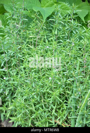 Bohnenkraut im Garten Stockfoto