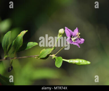 Blume des Lycium chinense im Garten Stockfoto