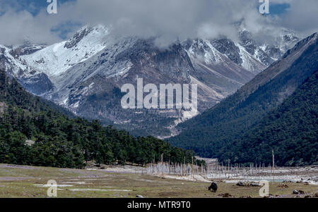 Yumthang Tal, eine beliebte Touristenattraktion und Natur Camp im östlichen Himalaya, Sikkim, Indien Stockfoto