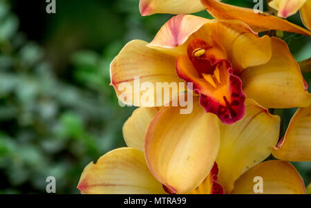 Orange und Rot Cymbidium orchid Hybrid mit selektiven Fokus, Boot Orchideenblüte in einem Gewächshaus im östlichen Himalaya Stockfoto