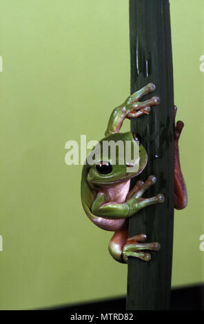 GREEN TREE FROG (Litoria caerulea) Stockfoto