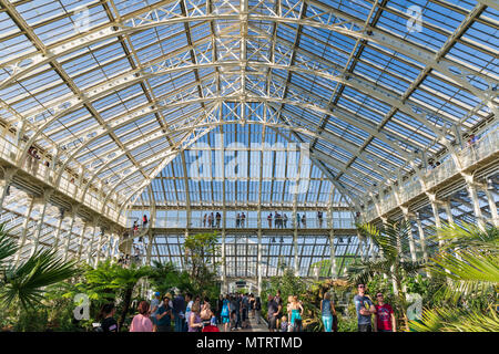 Innenansicht des neu renovierten gemäßigt Haus an der Royal Botanic Gardens, Kew, Richmond Upon Thames, London, Vereinigtes Königreich. Stockfoto