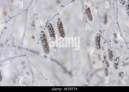 Winter Frost Äste Schnee und Eis bedeckt. Snowy birke Kegel. Stockfoto