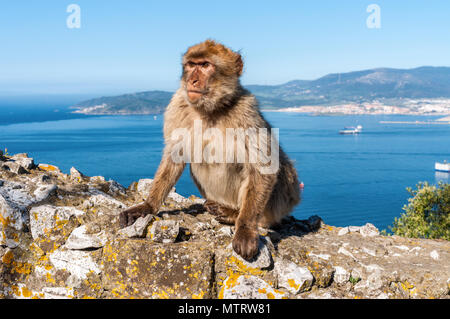 Berühmten wilden macaque, die in Gibraltar Rock entspannen. Die Gibraltar Affen sind eine der berühmtesten Sehenswürdigkeiten der britischen Überseegebiet. Stockfoto