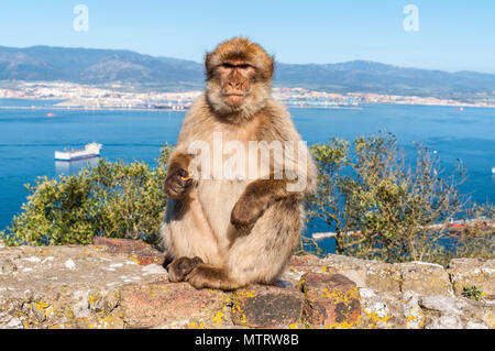 Das Barbary macaque Affen von Gibraltar. Die einzige wilde Affen Bevölkerung auf dem europäischen Kontinent. Derzeit gibt es über 300 Personen in 5 Truppen Stockfoto
