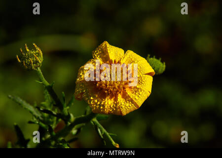 Bietou/Boneseed mit Tau Tropfen Stockfoto