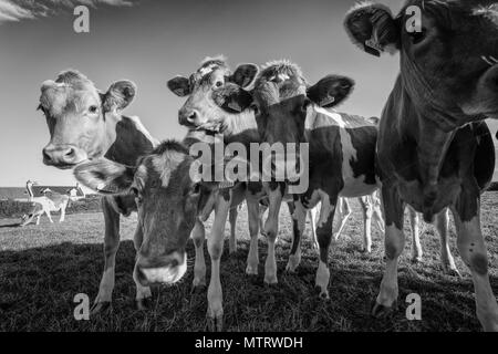 Junge Guernsey Kühe im Feld, Guernsey, Channel Islands, Großbritannien Stockfoto