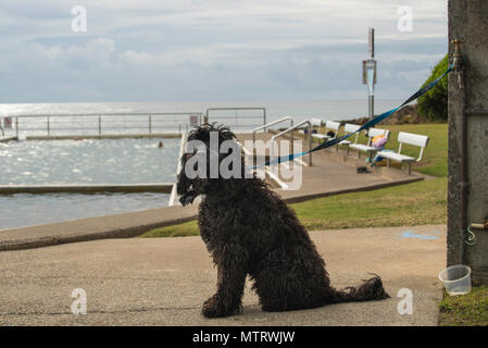 Ein schwarzer, zotteliger Hund wartet geduldig, während sein Besitzer im nahe gelegenen Ocean Pool am Black Head Beach an der mittleren Nordküste von NSW, Australien, schwimmt Stockfoto