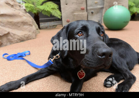 180515-N-IE 405-1034 SAN DIEGO (23. Mai 2018) Facility care dog Helena zu Naval Medical Center San Diego (NMCSD) berichtete vor kurzem, und posiert für ein Foto bei umfassenden Bekämpfung und komplexen Unfallversicherung Care (C5). Helena ist zwei Jahre alt und ist bereits ein Veteran in der Unterstützung des ärztlichen Personal und emotionale Unterstützung der Patienten mit Hirn trauma Verletzung und Patienten, die an der C5-Anlage. Helena wurde angehoben und durch Freiwillige ausgebildet, um eine service Hund zu sein und trägt eine einzigartige blaue Hunde- Abzeichen, dass Ihr unterscheidet als Teil eines Veteranen Initiative in einer großen Institution wie NMCSD. (U Stockfoto