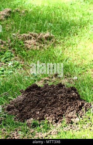 In der Nähe der Mole Hill in einem Feld Stockfoto