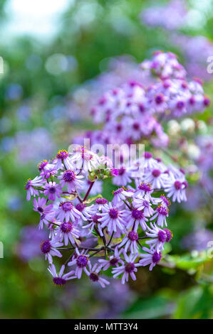 Winter blühende Blume des Pericallis webbii im Botanischen Garten Stockfoto