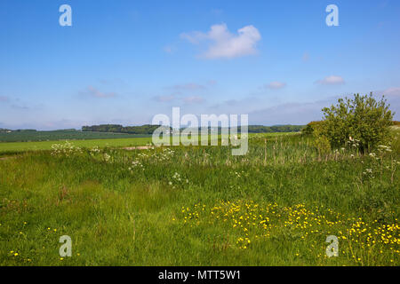 Bullrushes farm Teich mit wilden Gräsern und Wildblumen in einer Hochebene Feld in der Nähe von Pflanzen Wälder und Bauernhöfe in den Yorkshire Wolds unter einem blauen Himmel in S Stockfoto