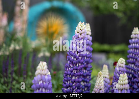 London, UK, 2018. Atemberaubende lila, blauen Lupinen im Vordergrund preisgekrönten Garten an der Chelsea Flower Show, moderiert von der Royal Horticultural Society. Stockfoto