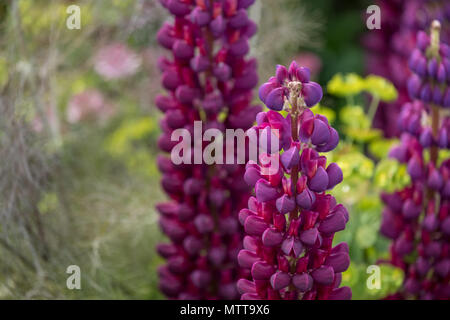 Atemberaubende lila Lupin Blumen im Garten, mit grünem Laub im Hintergrund. Stockfoto