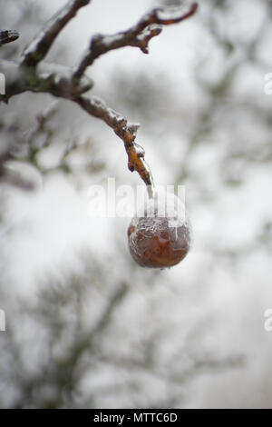 Birne auf einem Baum, bedeckt mit einer Schicht aus Eis Stockfoto