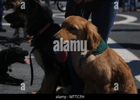 Service Hunde in der Ausbildung mit sehenden Auge Welpen Anheben Programm nahmen eine Tour mit ihren Ausbildern an Bord der USS Arlington LPD (24) während der Fleet Week New York, 24. Mai 2018. Flotte Woche NYC ist eine Gelegenheit für die amerikanische Öffentlichkeit ihre Marine Corps, Navy und der Coast Guard Teams zu treffen und America's Meer Dienstleistungen Erfahrung. (U.S. Marine Corps Foto von Lance Cpl. Heather Atherton) Stockfoto