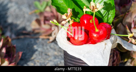 Horizontale Foto mit alten Vintage Dose voller roter frische Kirschen. Die Dose ist auf Stein mit mehreren Pflanzen und Blumen um. Obst ist in Zinn w Stockfoto