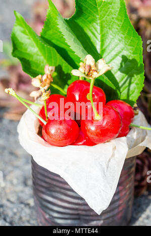 Vertikale Foto mit alten Vintage Dose voller roter frische Kirschen. Die Dose ist auf Stein mit mehreren Pflanzen und Blumen um. Obst ist in Zinn wit Stockfoto