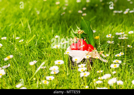 Horizontale Foto mit alten Vintage Dose voller roter frische Kirschen. Die Dose ist in höheren grünes Gras mit vielen weißen Gänseblümchen. Obst ist in Stockfoto