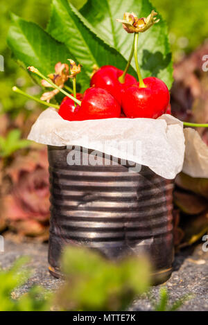 Vertikale Foto mit alten Vintage Dose voller roter frische Kirschen. Die Dose ist auf Stein mit mehreren Pflanzen und Blumen um. Obst ist in Zinn wit Stockfoto