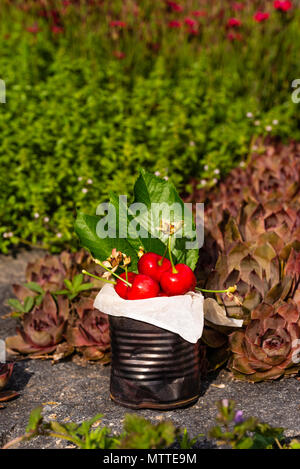 Vertikale Foto mit alten Vintage Dose voller roter frische Kirschen. Die Dose ist auf Stein mit mehreren Pflanzen und Blumen um. Obst ist in Zinn wit Stockfoto