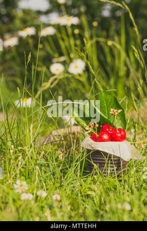 Vertikale Foto mit alten Vintage Dose voller roter frische Kirschen. Die Dose ist in höheren grünes Gras mit wenigen weißen Margeriten im Hintergrund platziert. Frui Stockfoto