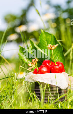 Vertikale Foto mit alten Vintage Dose voller roter frische Kirschen. Die Dose ist in höheren grünes Gras mit wenigen weißen Margeriten im Hintergrund platziert. Frui Stockfoto