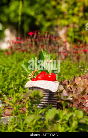 Vertikale Foto mit alten Vintage Dose voller roter frische Kirschen. Die Dose ist auf Stein mit mehreren Pflanzen und Blumen um. Obst ist in Zinn wit Stockfoto